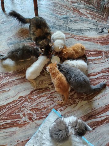 Vendesi gatti Siberiani cuccioli - Foto 9