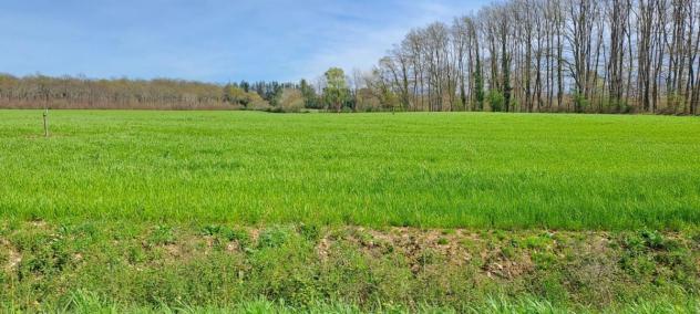 TERRENO AGRICOLO di 130000 mq (SCARPERIA E SAN PIERO - SCARPERIA) rif. AAI788 - Foto 8