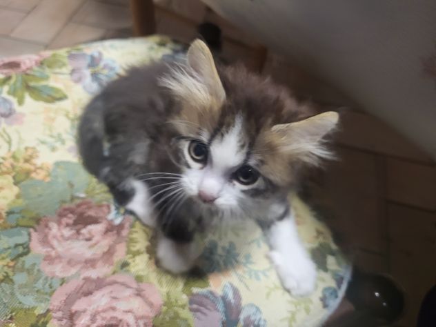 Regalo gattino a pelo lungo nano - Foto 3