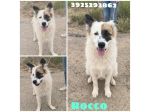ROCCO un dolcissimo cagnolino in adozione cerca la sua famiglia per sempre