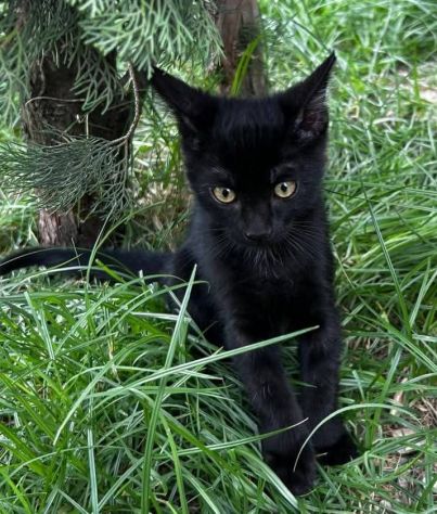 Puma gattino - Foto 3