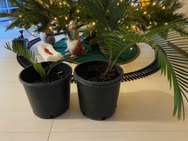 Cycas revoluta | coltiva la tua palma nana - Foto 5