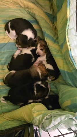 Cuccioli Beagle - Foto 3