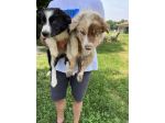 Cuccioli di Border Collie (solo maschietti)