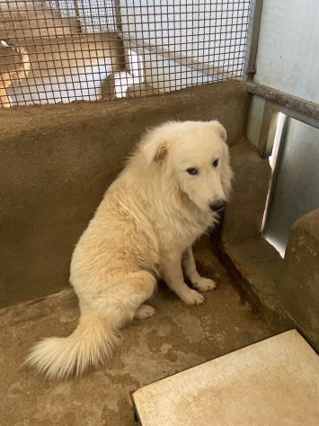 OWELL cerca SALVEZZA dal canile eterno CANE IN ADOZIONE - Foto 6
