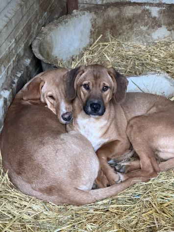 TOM & TINO, buffissimi cuccioli orecchie lunghe!