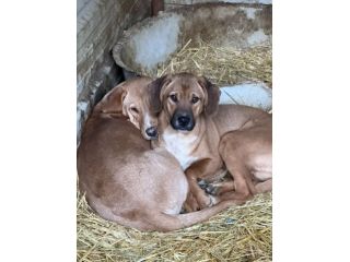 TOM & TINO, buffissimi cuccioli orecchie lunghe!
