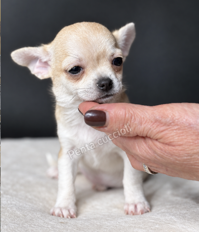 Gloria - Chihuahua toy femmina di 3 mesi, dolce e mansueta - Foto 2