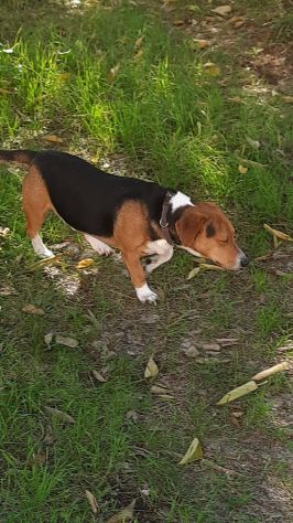 Bruno mix beagle e bassotto - Foto 5