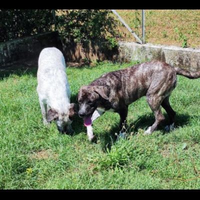 ZENO SOCIEVOLE E COCCOLONE CANE IN ADOZIONE - Foto 10