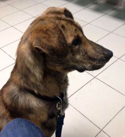 TIGRA, adorabile cagnolina - Foto 3