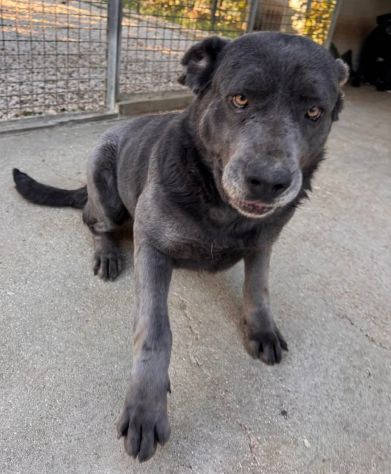 SAMANTHA CANE CORSO 3 ANNI Taglia grande - Foto 5