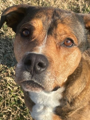 YAGO: SPLENDIDO CAGNOLONE DA ADOTTARE SUBITO - Foto 4