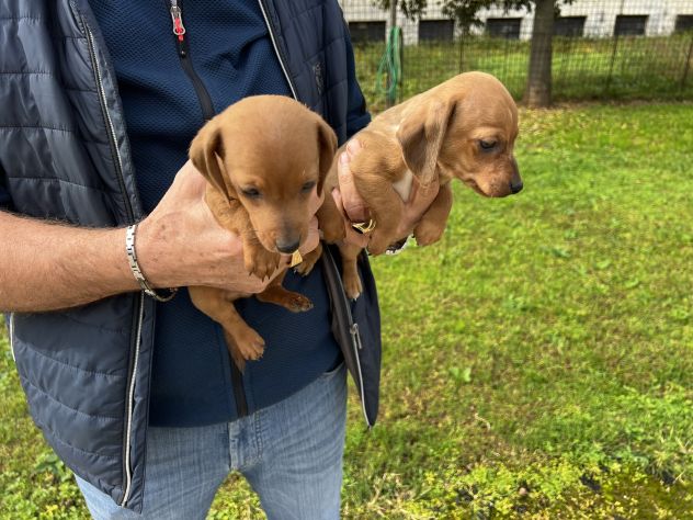Cuccioli di Bassotto Marroncino