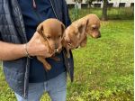 Cuccioli di Bassotto Marroncino