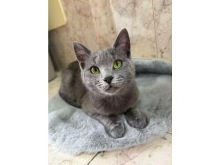 HOPE - gattina certosina di 6 mesi