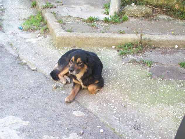 GORO E PIRU', splendidi cani in pericolo! - Foto 5