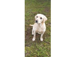 LABRADOR MASCHIO biondo PER ACCOPPIAMENTO