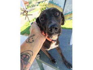 Coffee cagnolina taglia piccola 8 kg