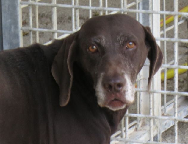NIGERIA, tenera cagnolina - Foto 4