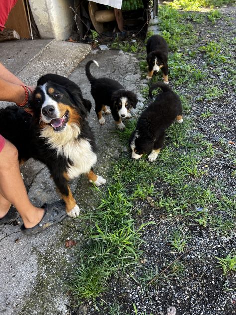 Cuccioli maschietti di Bovaro del Bernese - Foto 3