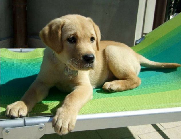 Cuccioli di Labrador con pedigree - Foto 7