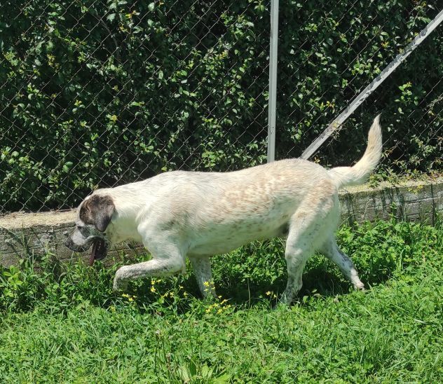 CANE IN ADOZIONE: JAGO nato nel marzo 2022 - Foto 8