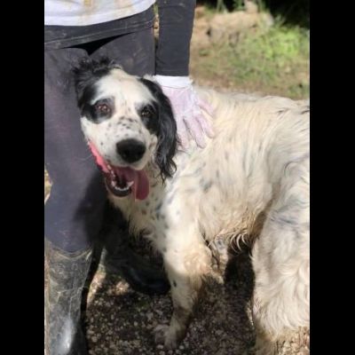 CEDRIC, SETTER INGLESE, UNA MERAVIGLIA CHE CERCA CASA, CANE IN ADOZIONE - Foto 5