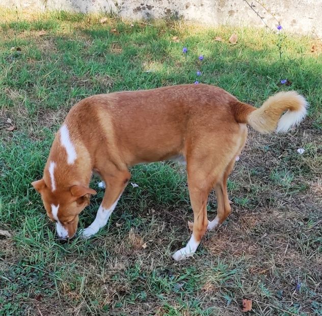 MAI SCELTI: CANI IN ADOZIONE - Foto 9