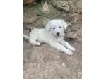 Beppe cucciolo