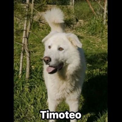 TIMOTEO SUPER COCCOLONE,  APRITE LA SUA GABBIA  CANE IN ADOZIONE - Foto 2