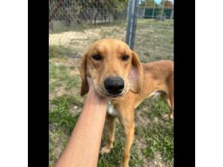 DIAMANTE SOCIEVOLE DELICATO CANE IN ADOZIONE  TG CONTENUTA
