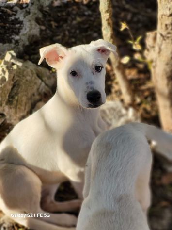 CUCCIOLI IN ADOZIONE - Foto 2