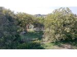 Vigneto di oltre 5000mq alle porte di Casalmaggiore