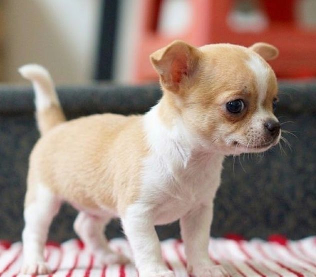 CHIHUAHUA TOY CUCCIOLI - pag rateale - Foto 2