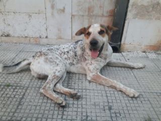COSMO, dolcissimo cagnolino