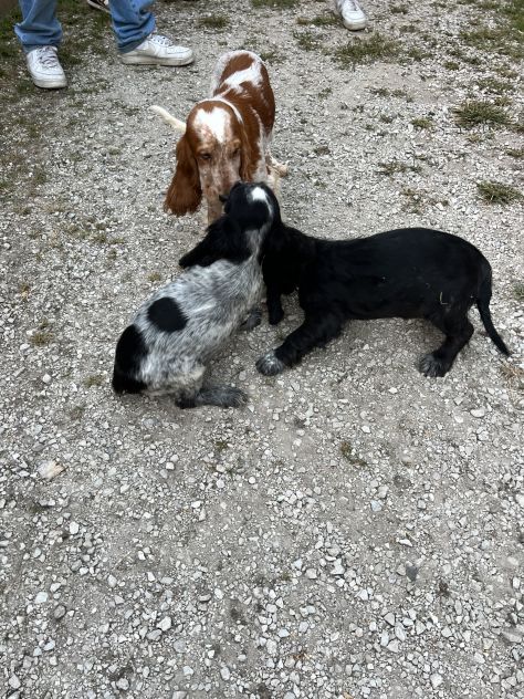 Cuccioli di Cocker Spaniel - Foto 6