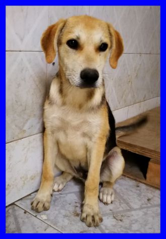 ROGER, CUCCIOLO SIMIL BEAGLE CERCA CASA - Foto 3