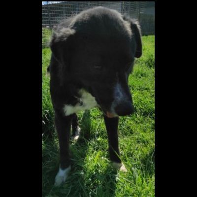 BENNY TENERO E AFFETTUOSO, CAGNOLINO IN ADOZIONE - Foto 4