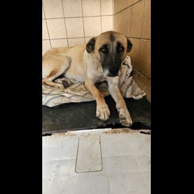 OMBRA ADORABILE CAGNOLONA IN ADOZIONE - Foto 2