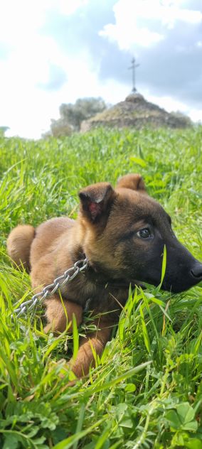Cuccioli Pastore Belga Malinois in Campania - Foto 2