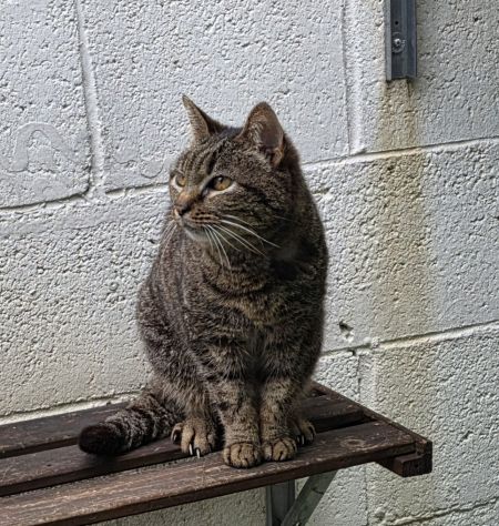 CLEO GATTINA DIVERSAMENTE CUCCIOLA - Foto 4