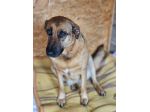 SHINA UNA VITA BUTTATA CANE IN ADOZIONE