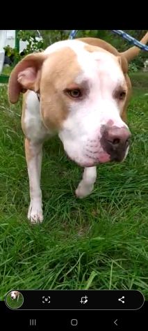 Pitbull puro 3anni finito in canile..piange tutto il giorno! SUD - Foto 2