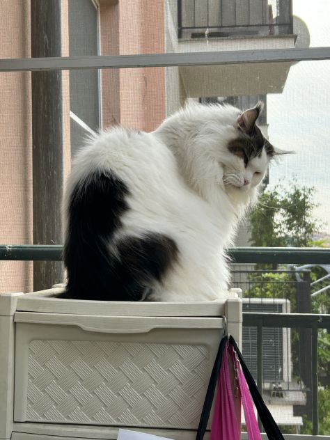 Cat sitter - Foto 2