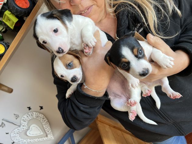 Cuccioli di Jack Russell - Foto 7