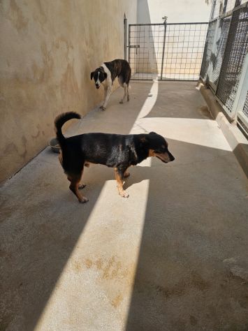 Morris: nonnino pinscherino socievole. Lo cedono - Foto 5
