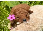 Cuccioli Barboncino Toy – Genitori Testati e Campioni
