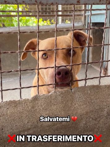 Il dolce Freesby cerca casa cane in adozione - Foto 7
