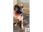Poldo cerca famiglia